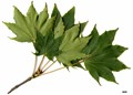 SpeciesSub: subsp. okamotoanum SpeciesSub: subsp. okamotoanum